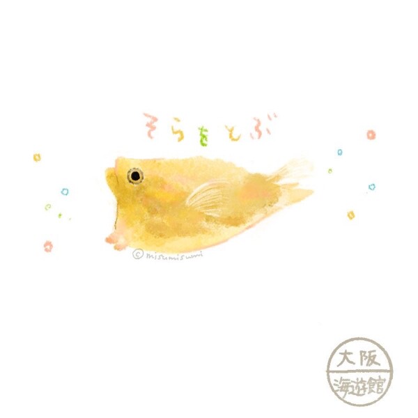 コンゴウフグの赤ちゃん