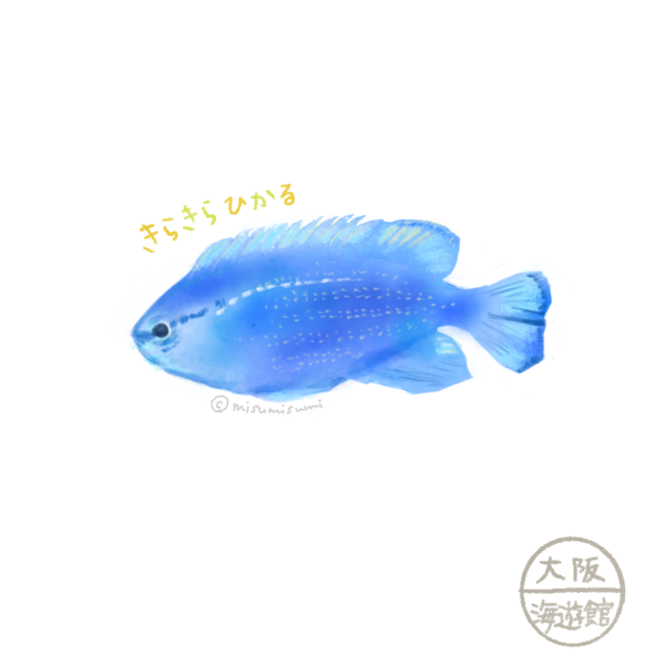 ルリスズメダイ