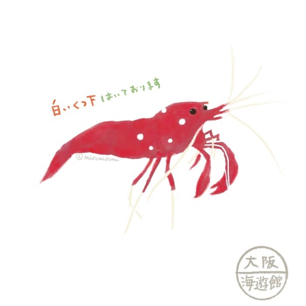 ホワイトソックスシュリンプ