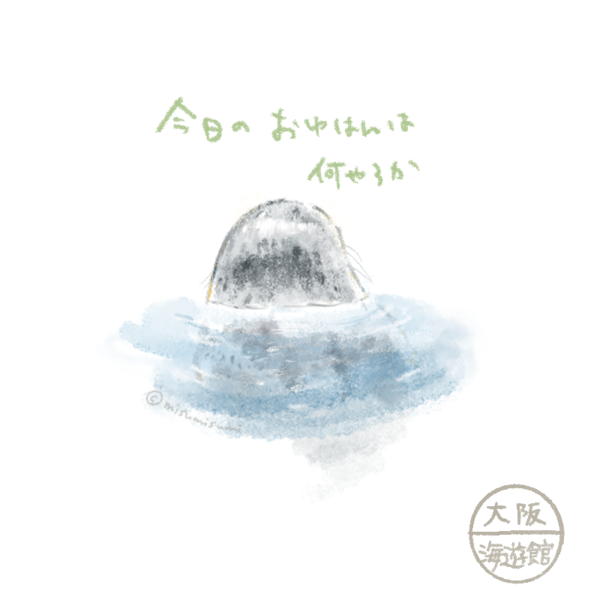 ゴマアザラシのかわいい後ろ姿