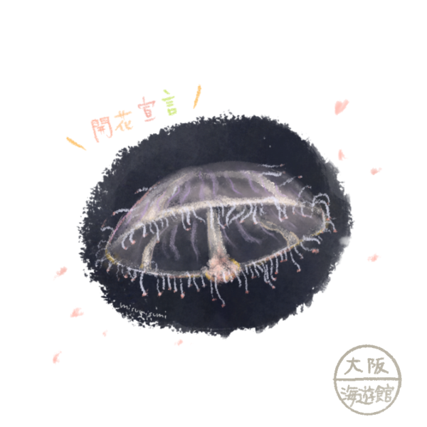 ハナガサクラゲ